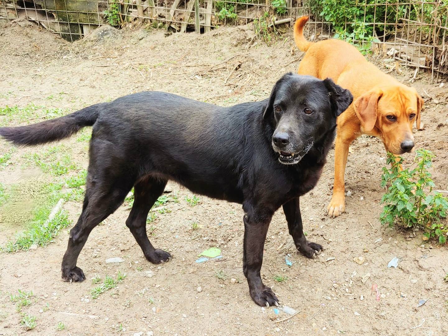 Adotta un cane, femmina, 13 anni  e 9 mesi , Messina