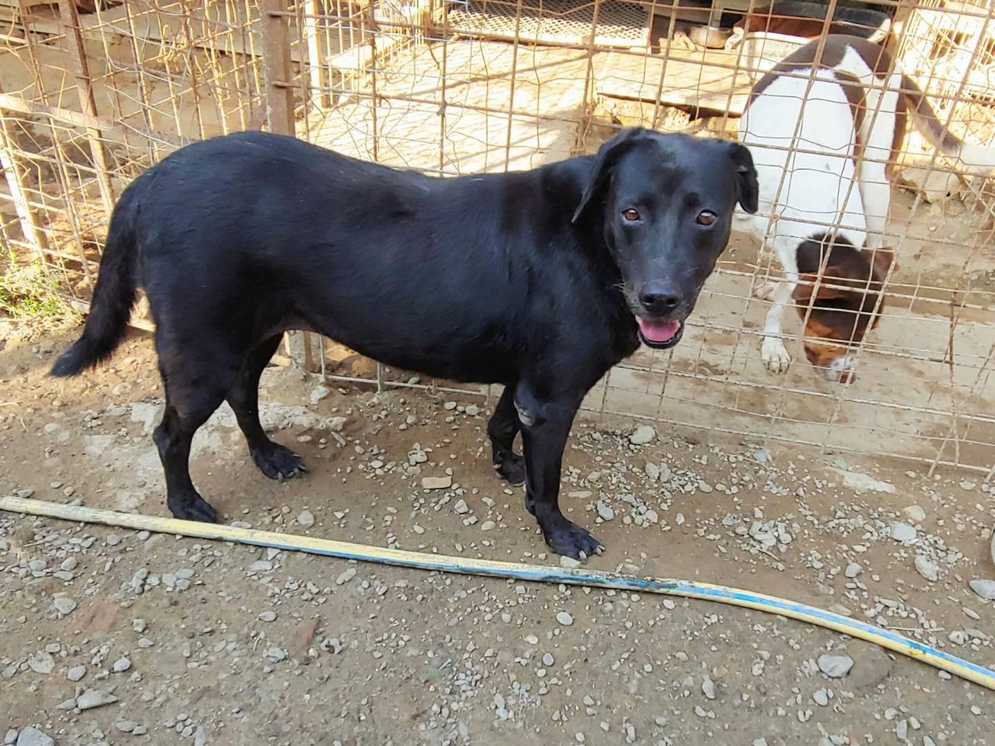 Adotta un cane, taglia media, femmina, Messina