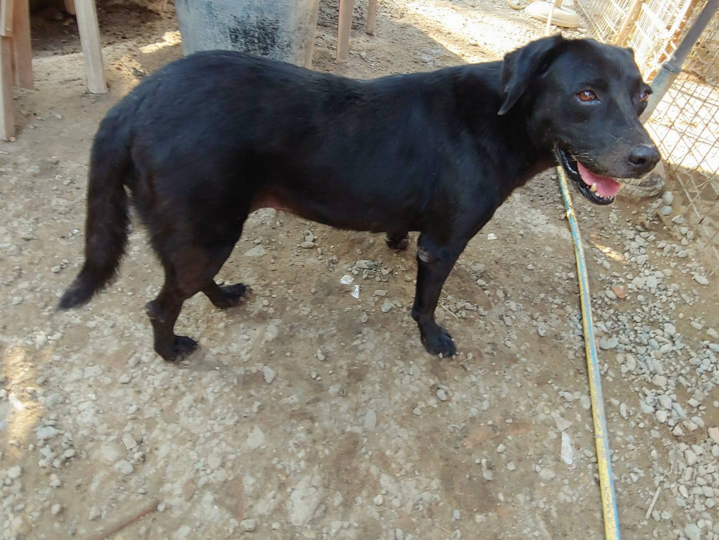 Adotta il cane Perla a Messina