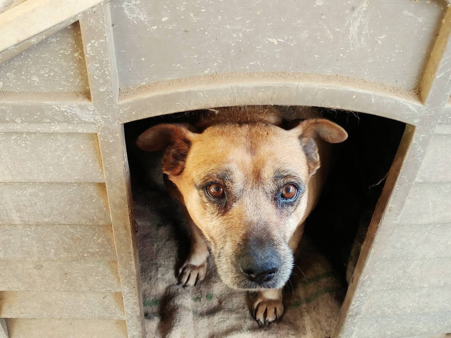 Foto dell'animale