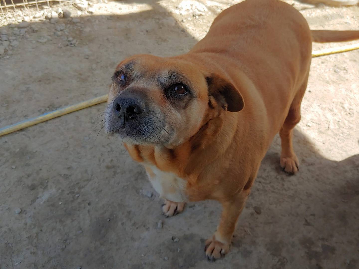 Adotta un cane, femmina, 12 anni  e 11 mesi , Messina