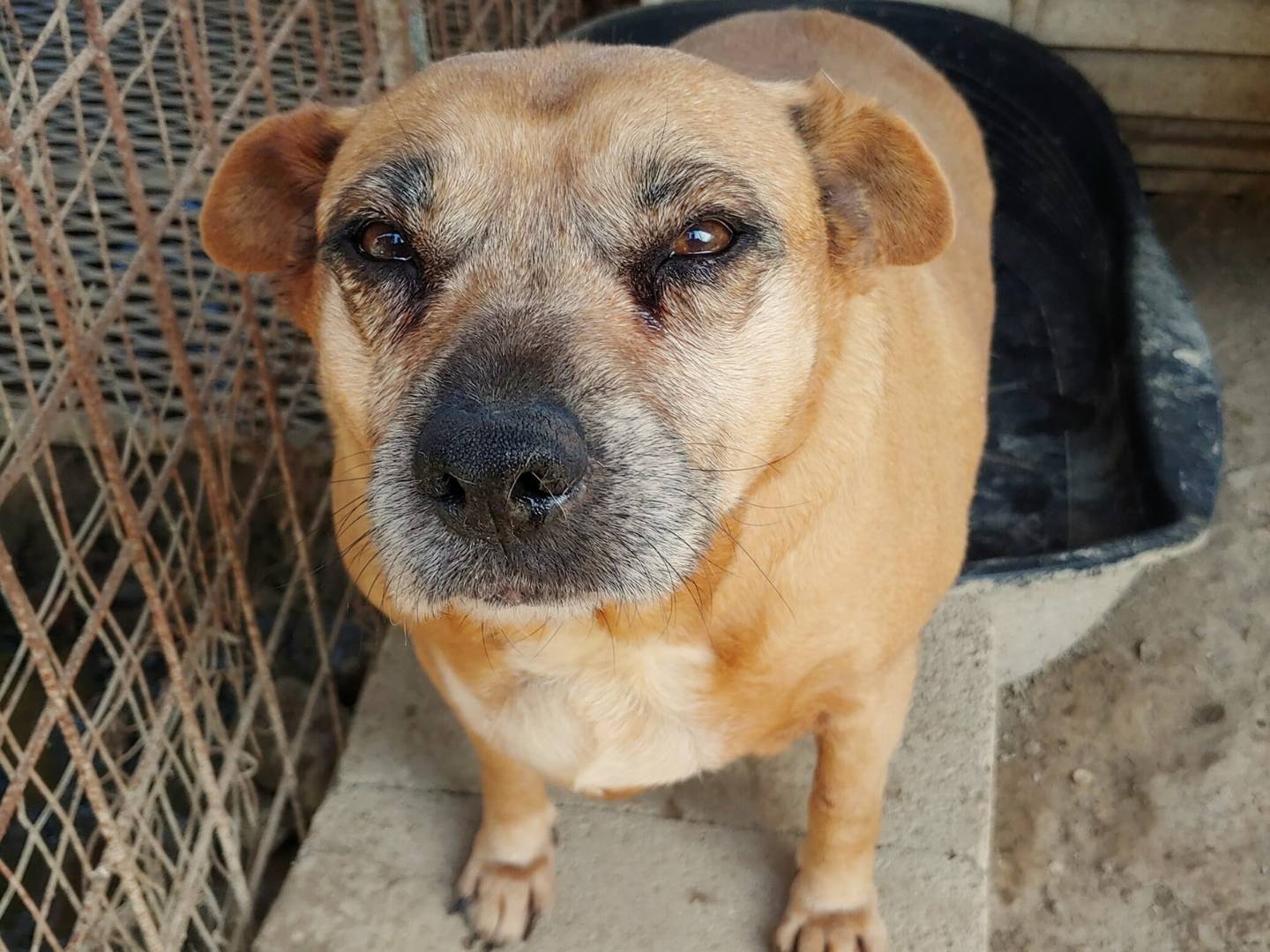 Adotta un cane, taglia media, femmina, Messina