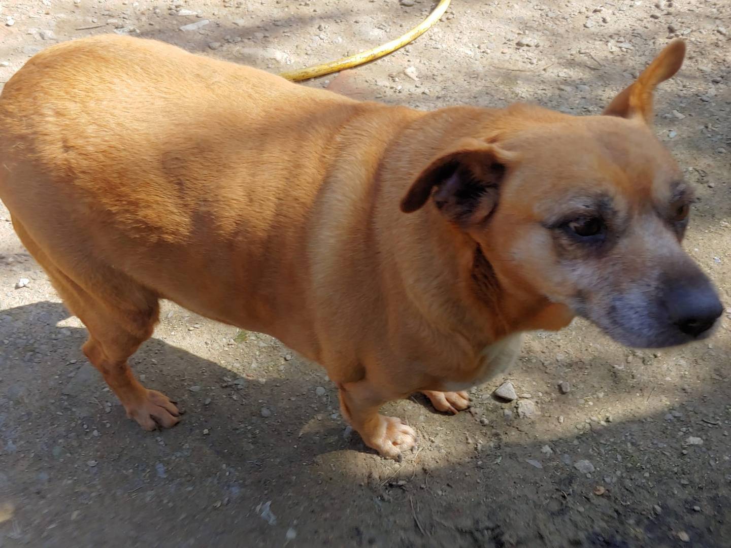 Vuoi adottare un cane a Messina?