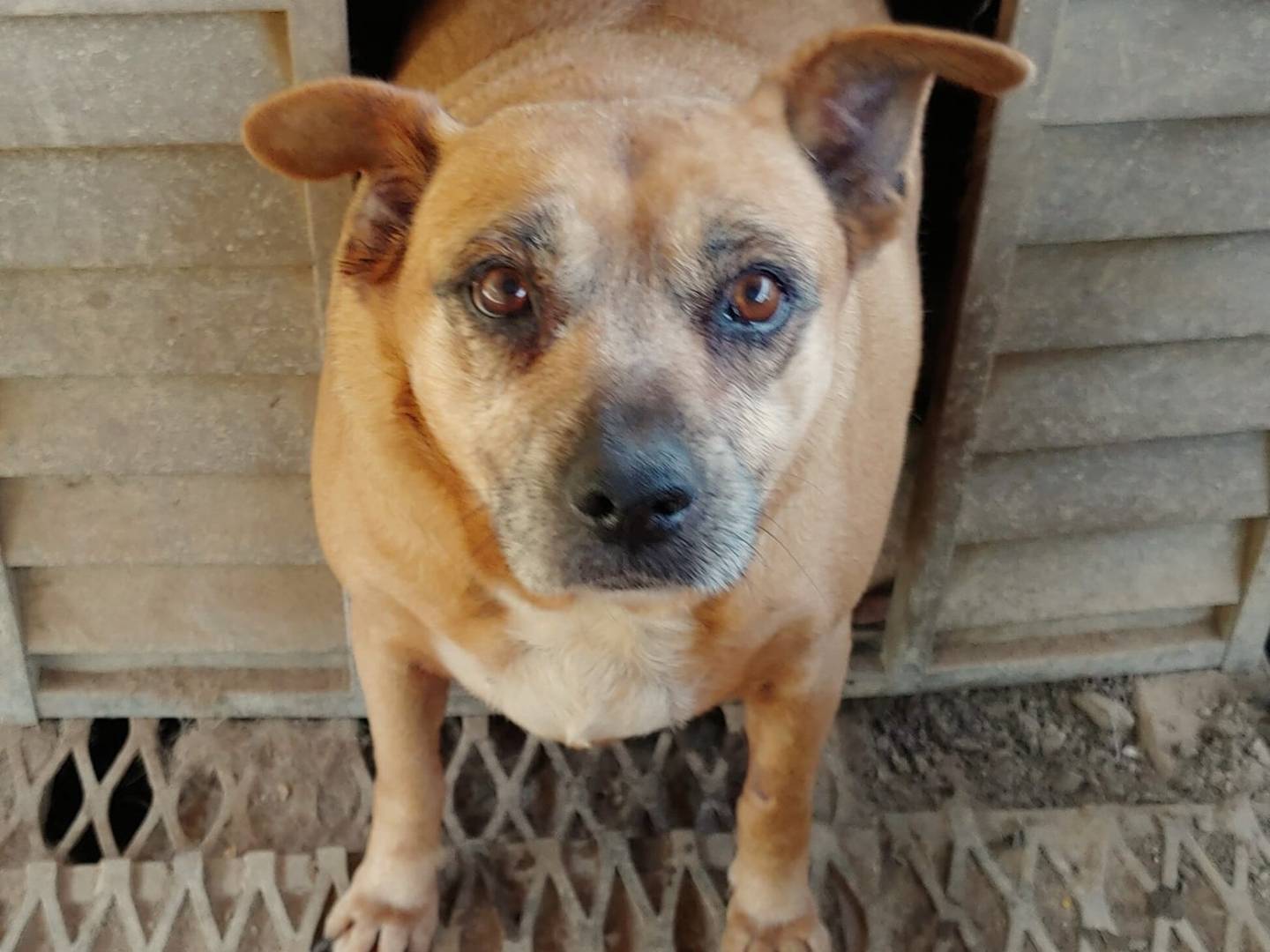 Adotta il cane Mia a Messina