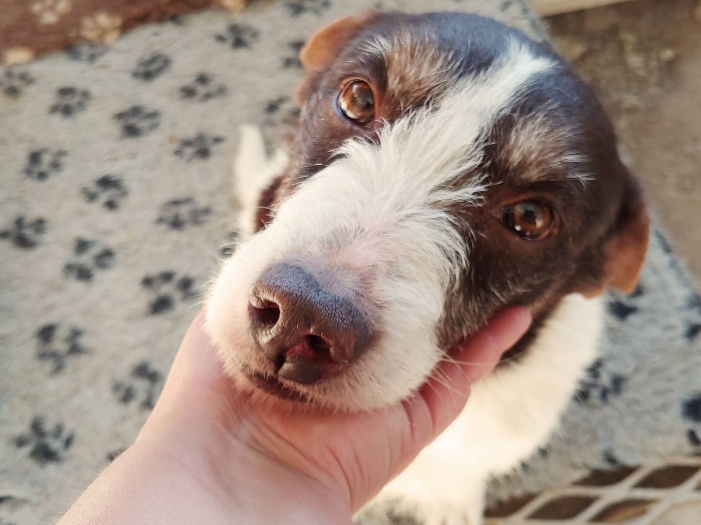 Vuoi adottare un cane a Messina?