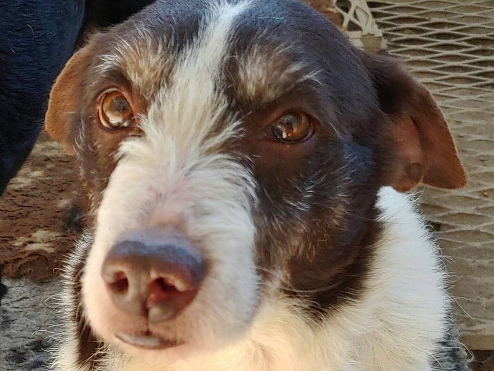 Adotta il cane INES a Messina