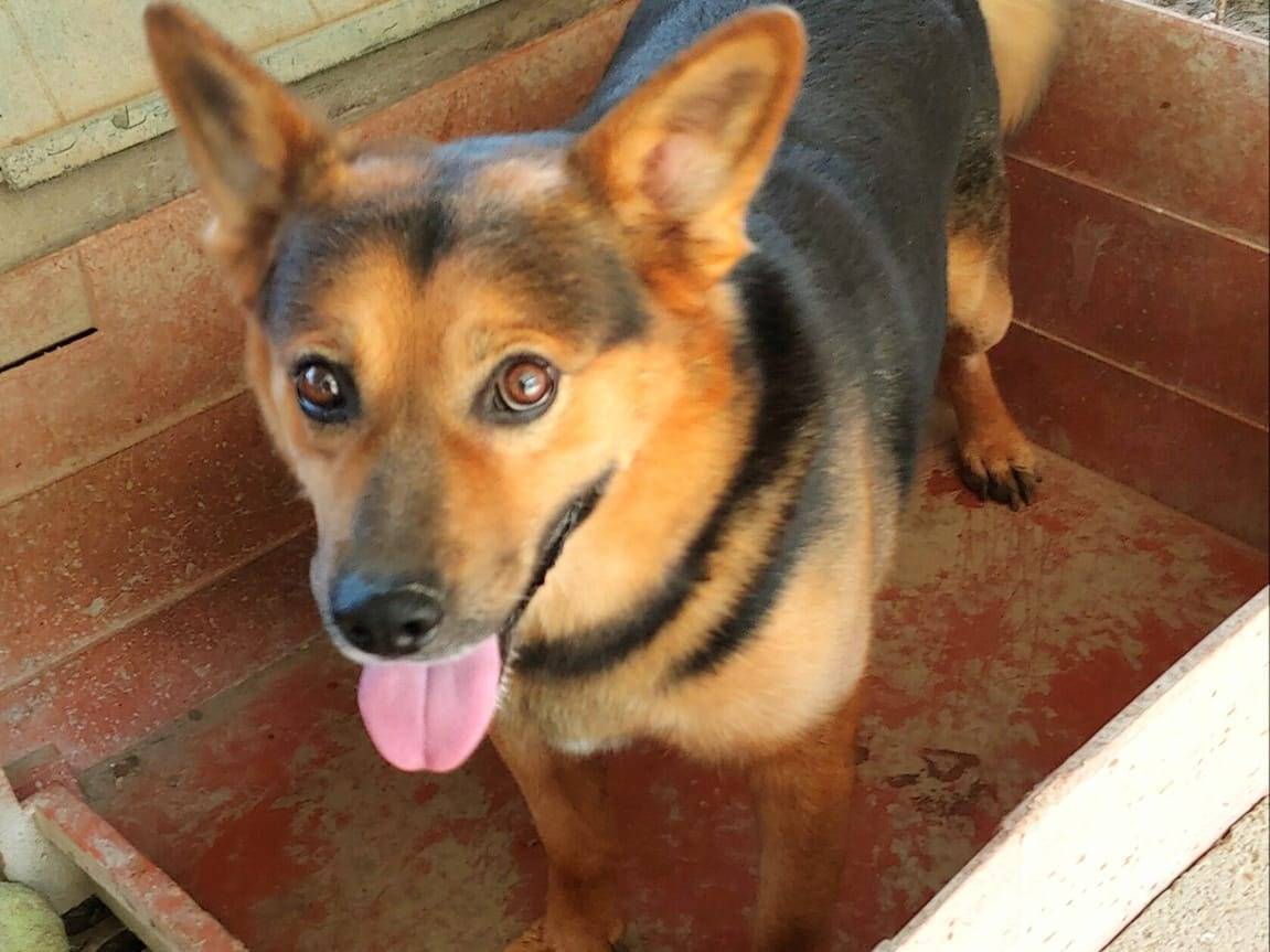 Adotta un cane, maschio, 11 anni  e 4 mesi , Messina