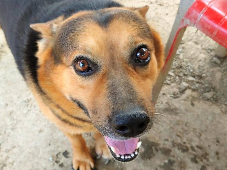 Adotta un cane, taglia media, maschio, Messina