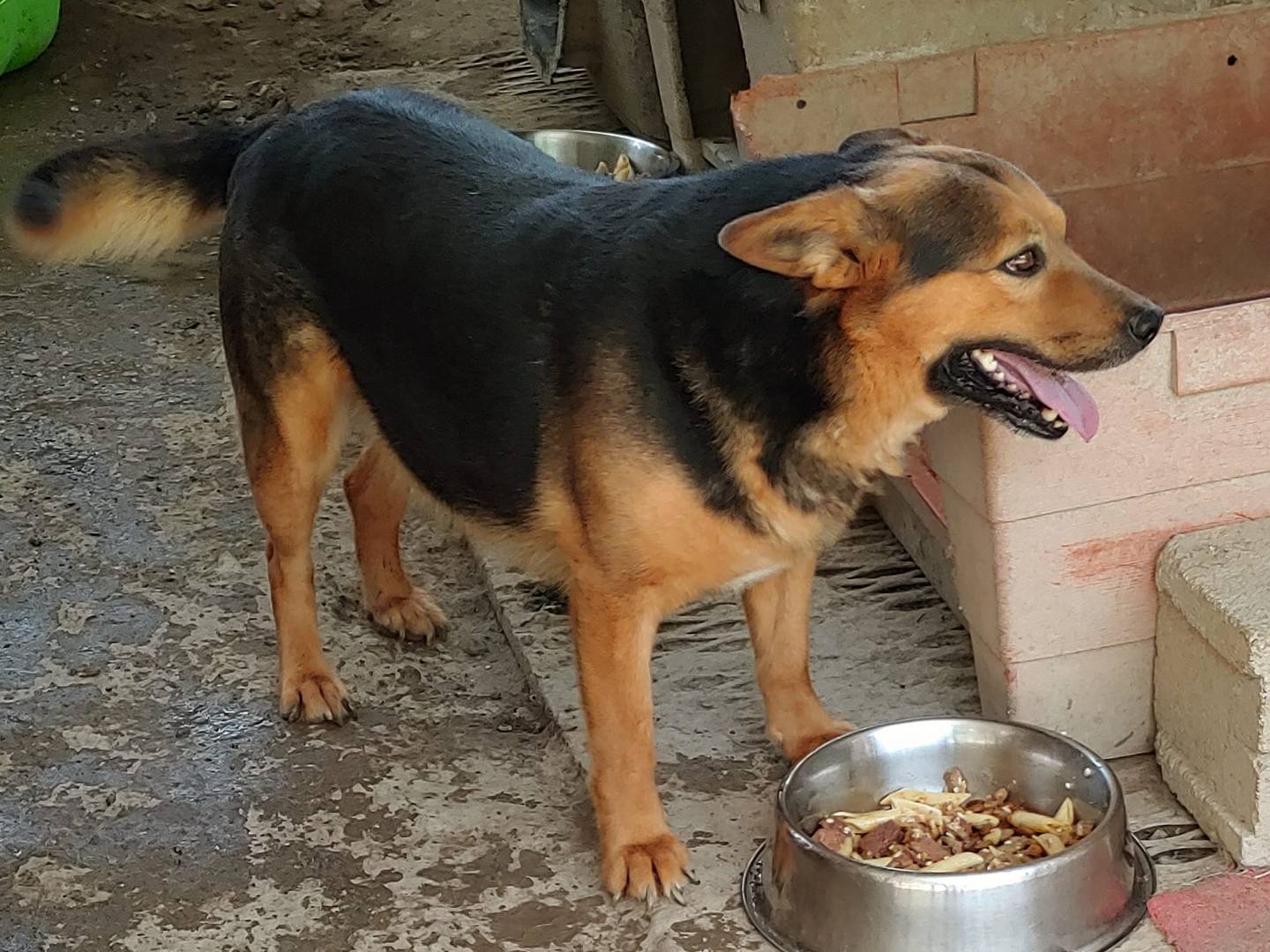 Vuoi adottare un cane a Messina?