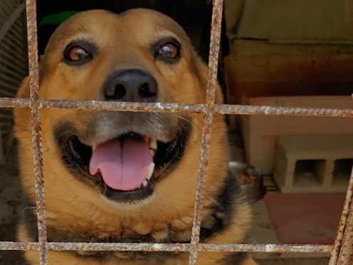 Adotta il cane Morgan a Messina