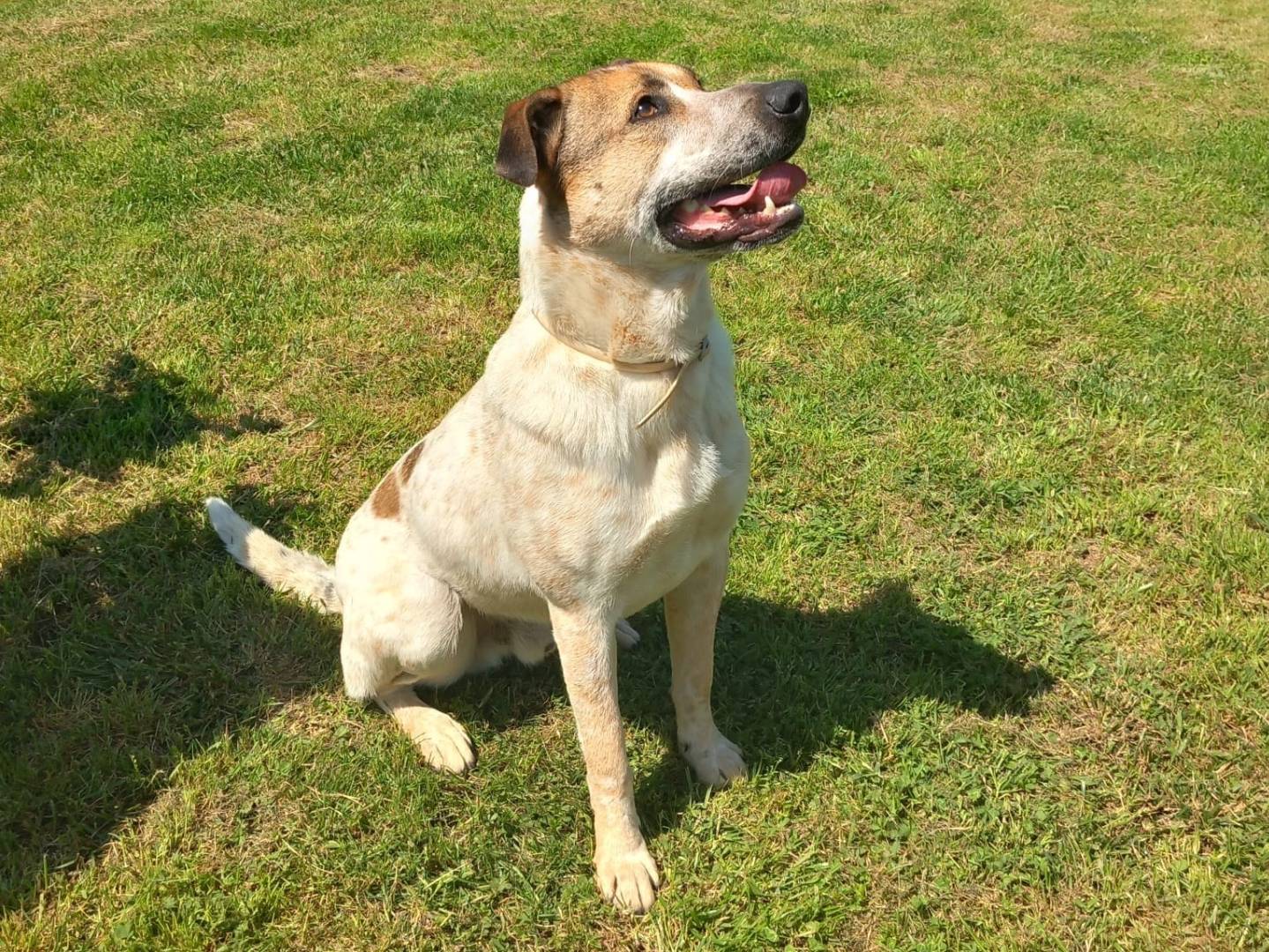 Adozione cane, maschio, meticcio, 4 anni  e 2 mesi , taglia grande, Avellino