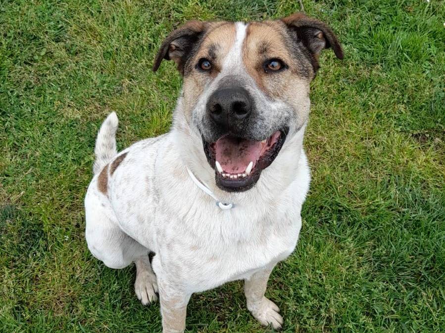 Adotta un cane, maschio, 4 anni  e 10 mesi , Avellino