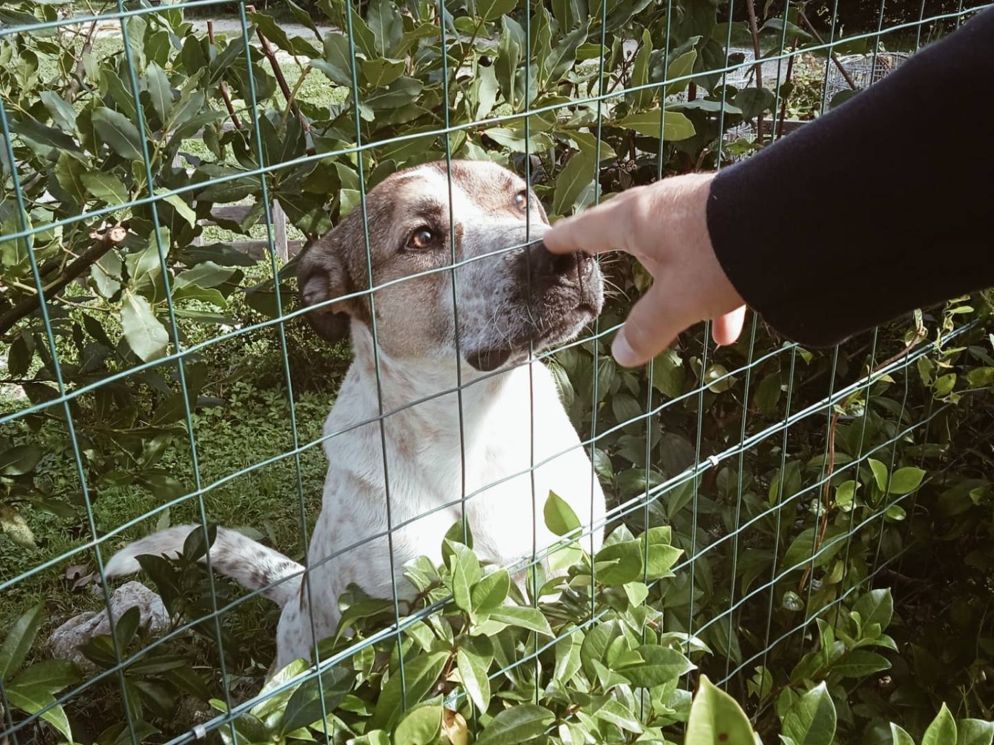 Adotta un cane, taglia grande, maschio, Avellino