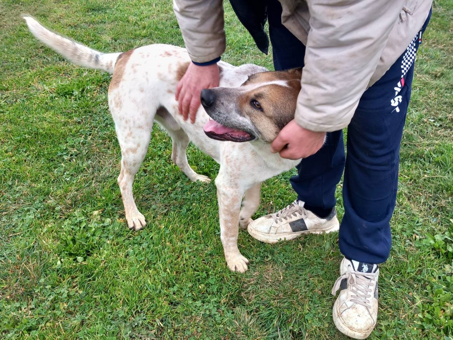 Vuoi adottare un cane a Avellino?