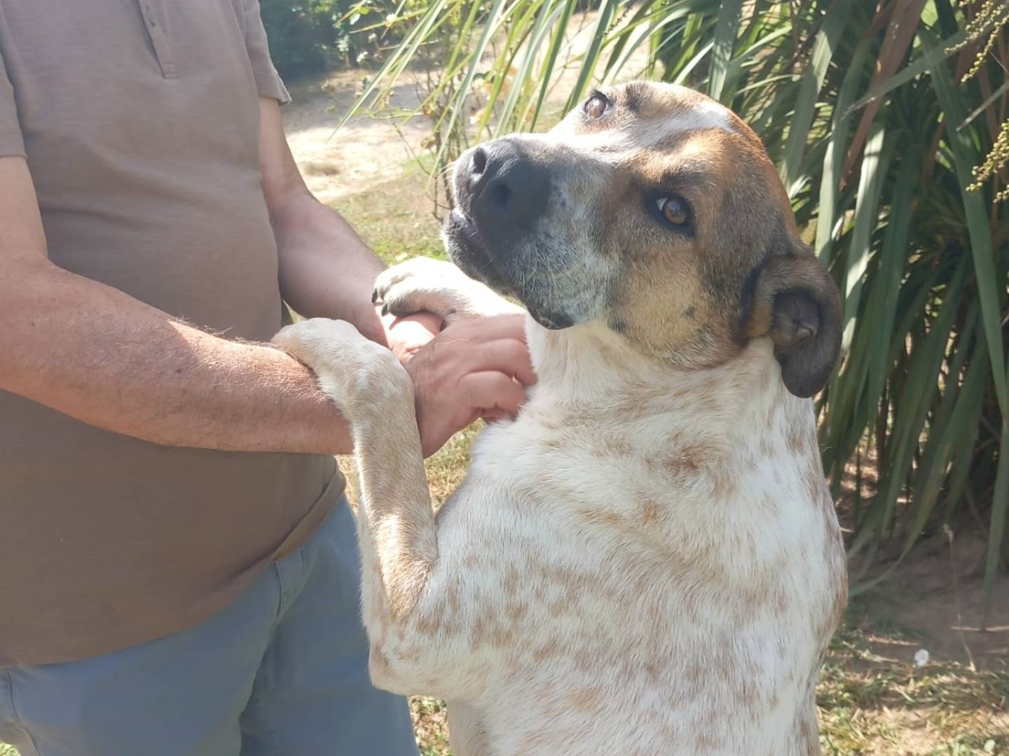 Adotta il cane Billy a Avellino