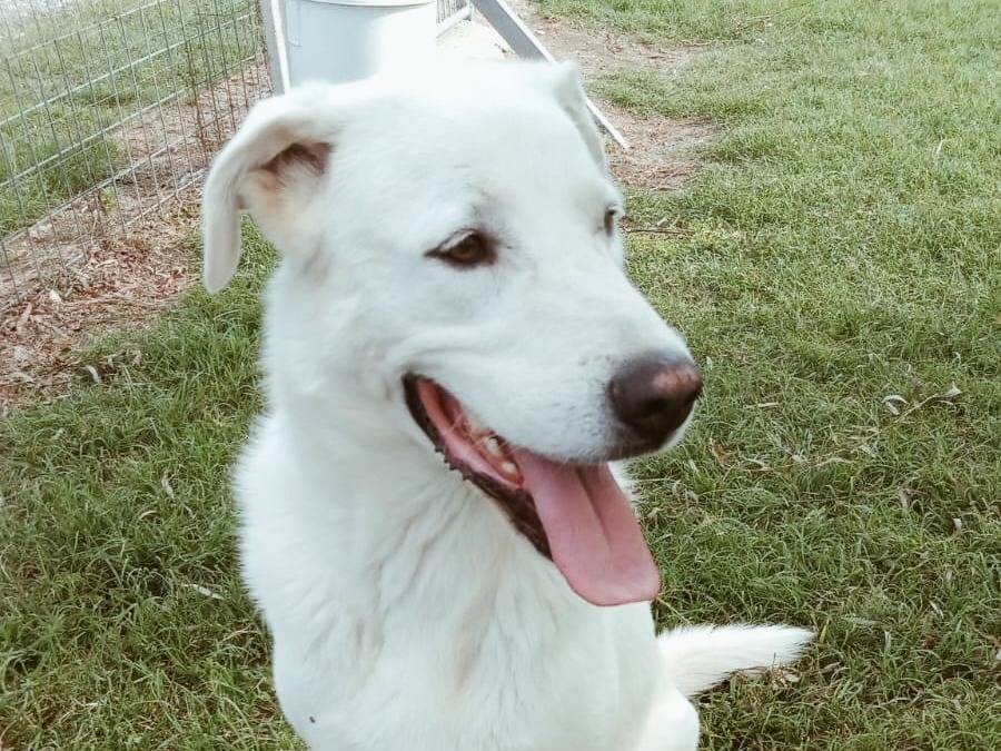 Adozione cane, maschio, Pastore maremmano, 5 anni  e 2 mesi , taglia gigante, Caserta