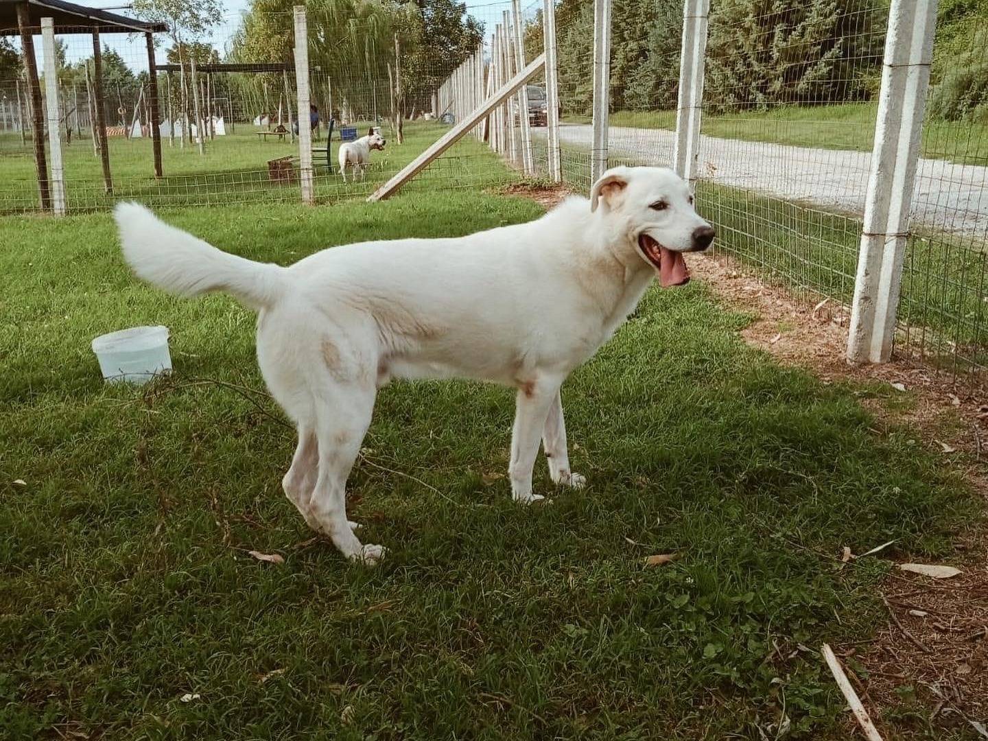 Adotta un cane, maschio, 5 anni  e 2 mesi , Caserta