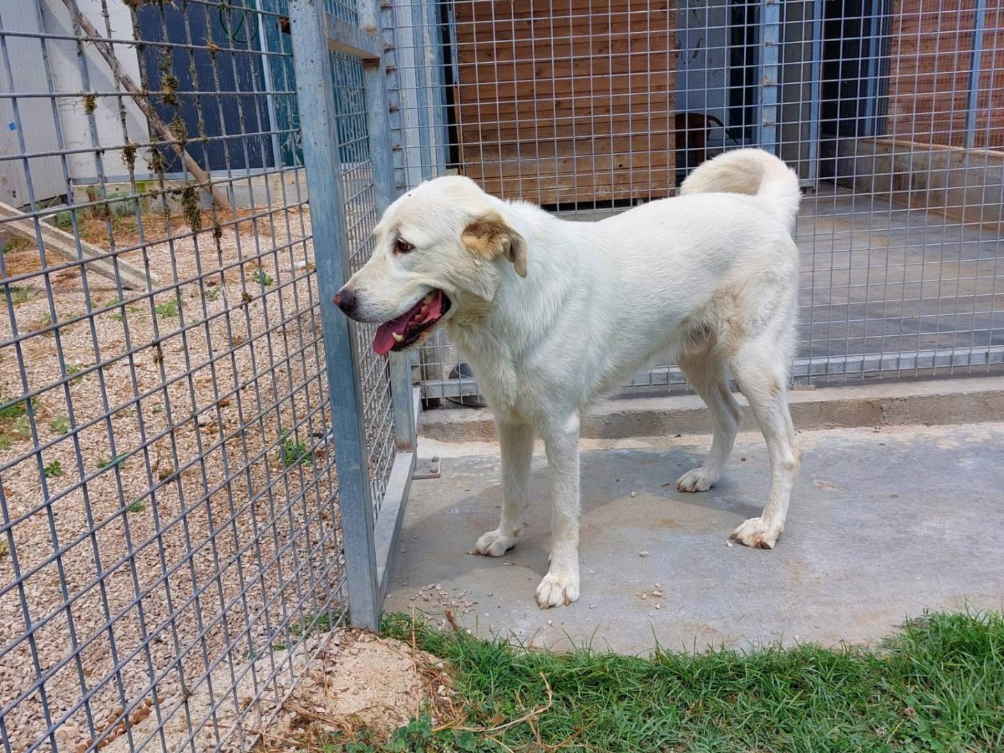Adotta un cane, taglia gigante, maschio, Caserta