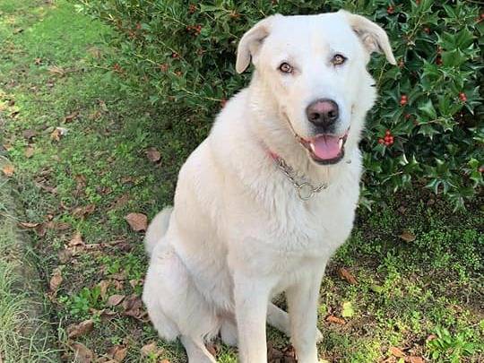 Vuoi adottare un cane a Caserta?