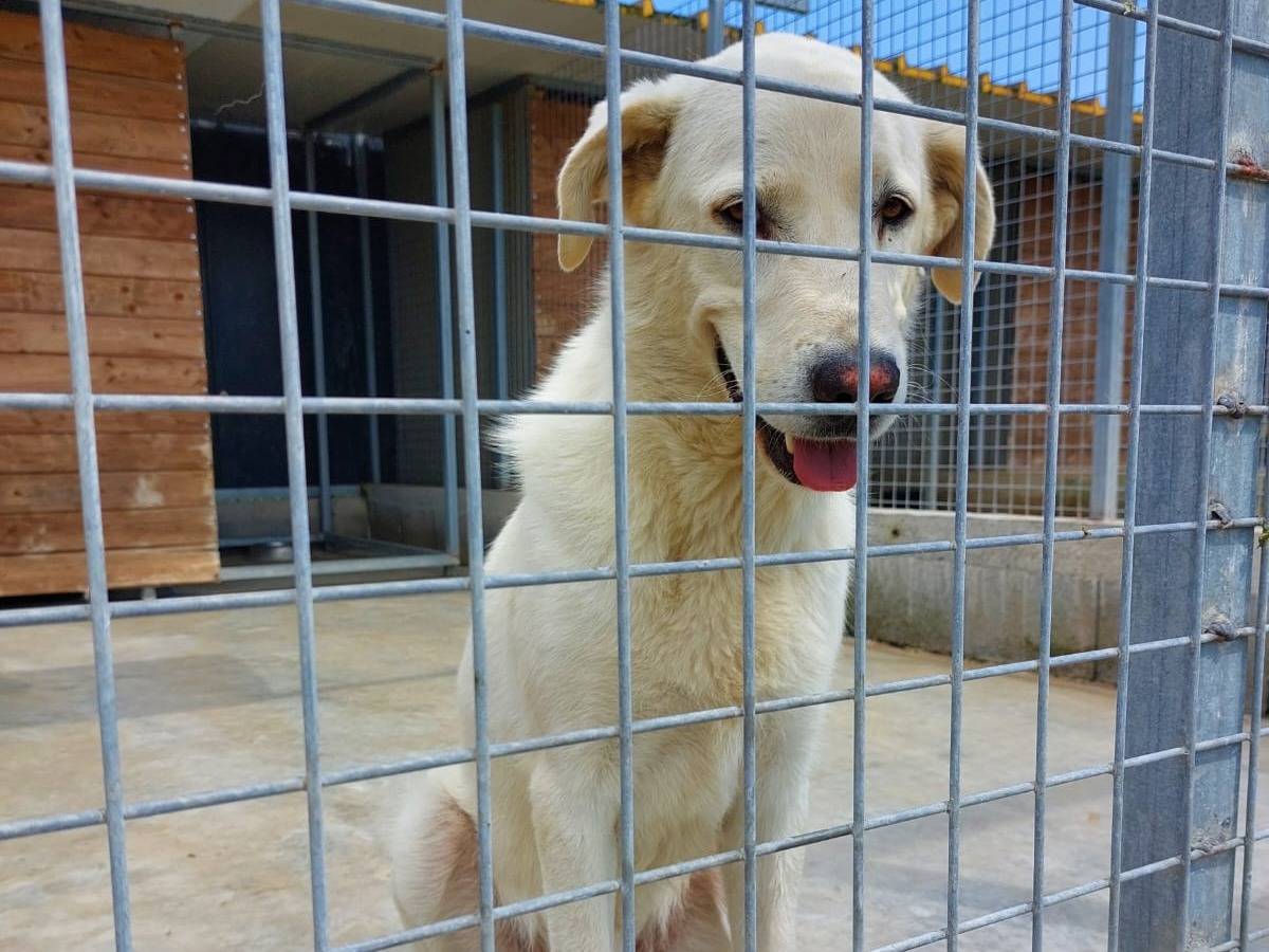 Adotta il cane Orso a Caserta