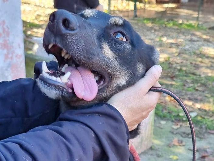 Adotta un cane, taglia media, maschio, Pavia