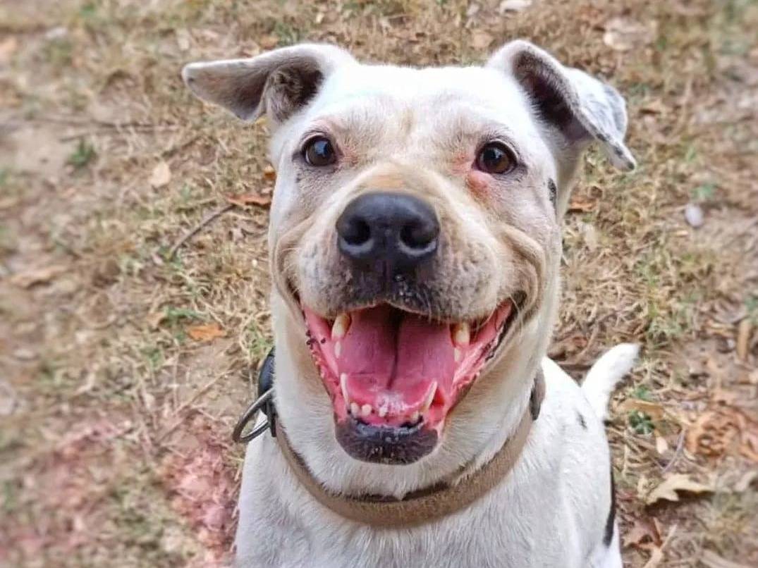 Adozione cane, femmina, Bulldog Inglese, 6 anni e 2 mesi, taglia media, Pavia