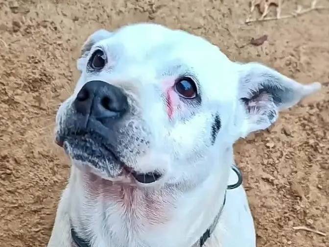 Adotta un cane, femmina, 6 anni e 2 mesi, Pavia