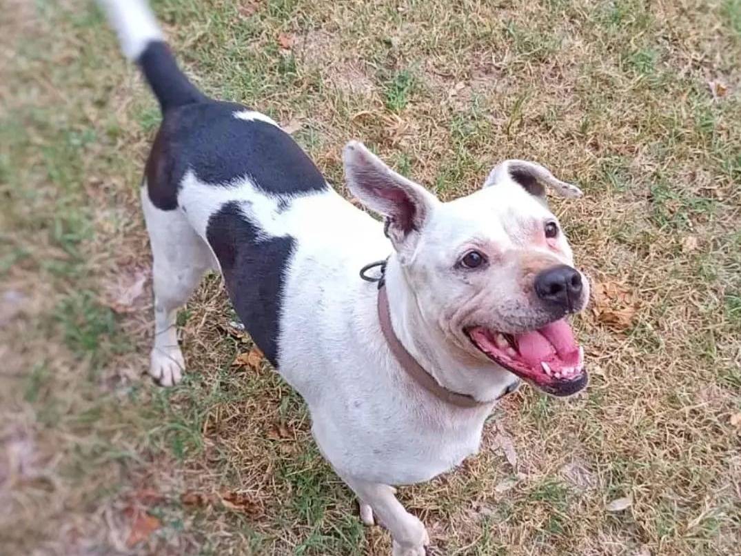 Adotta un cane, taglia media, femmina, Pavia