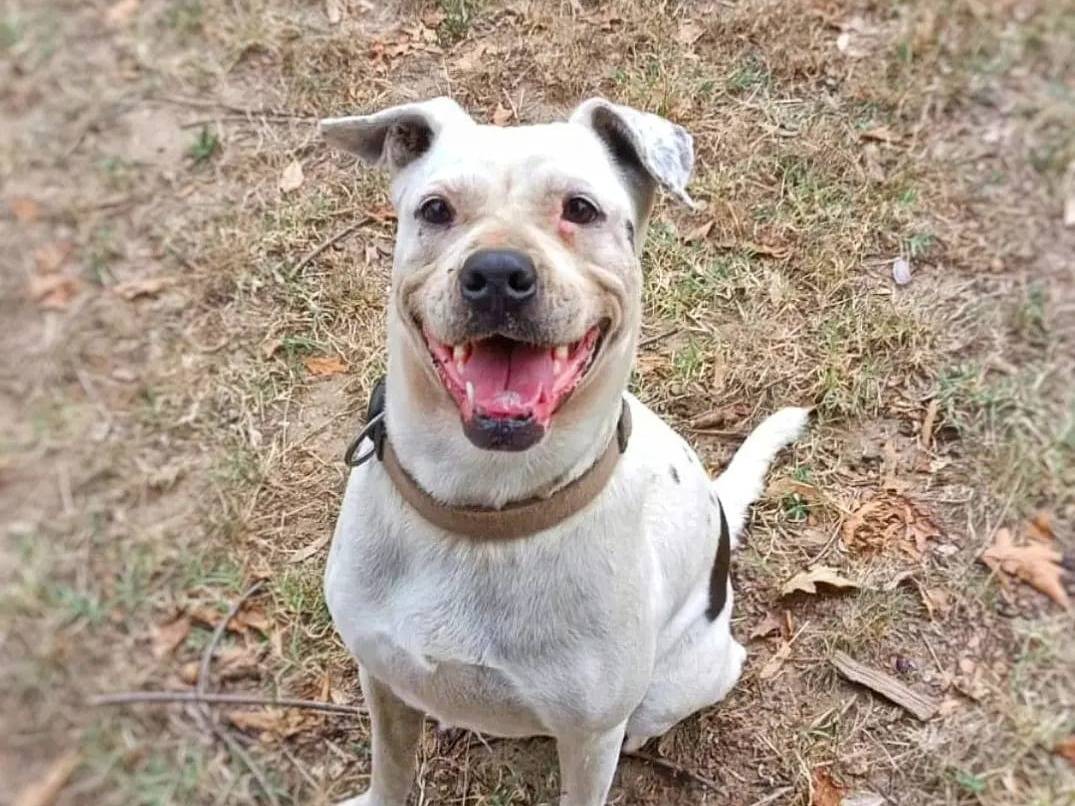 Adotta il cane ZOE a Pavia