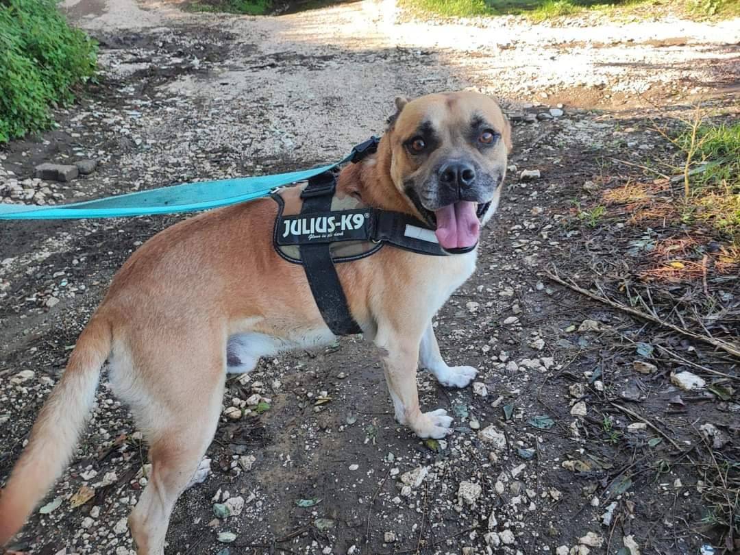 Adotta un cane, taglia media, maschio, Napoli