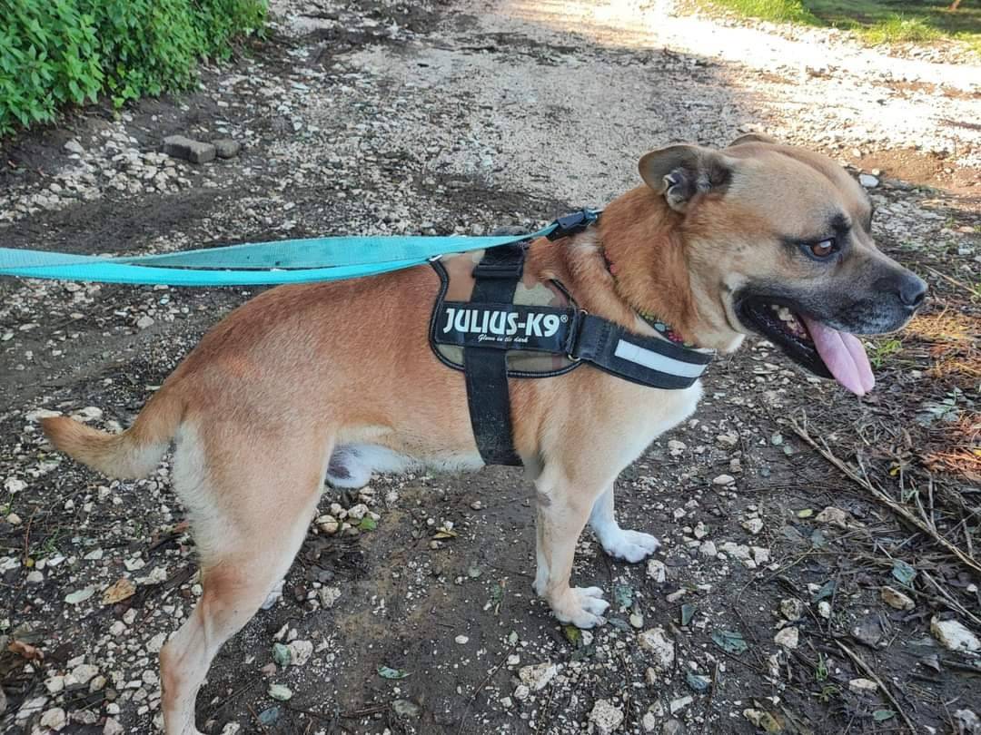 Adotta il cane Argo a Napoli