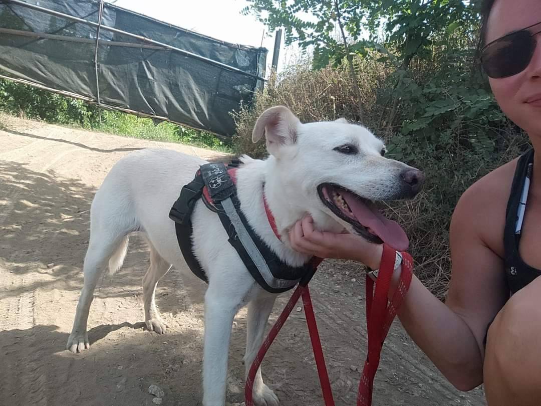Adotta un cane, femmina, 8 anni e 7 mesi, Napoli