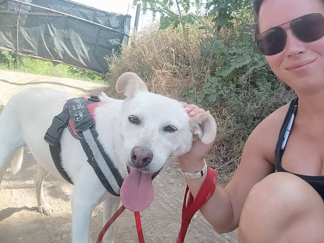 Vuoi adottare un cane a Napoli?