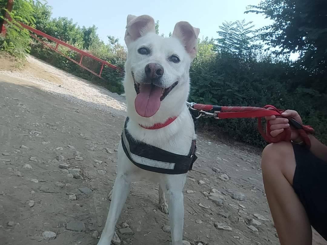Adotta il cane Elsa a Napoli