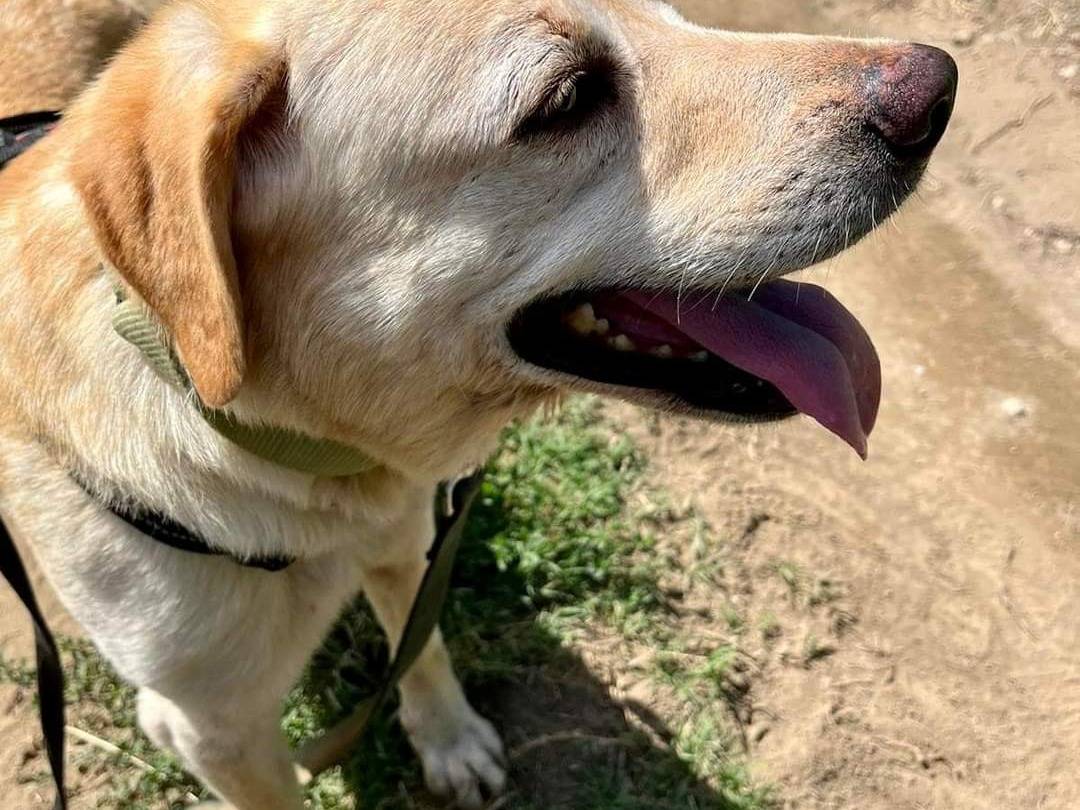Adotta un cane, taglia grande, femmina, Napoli