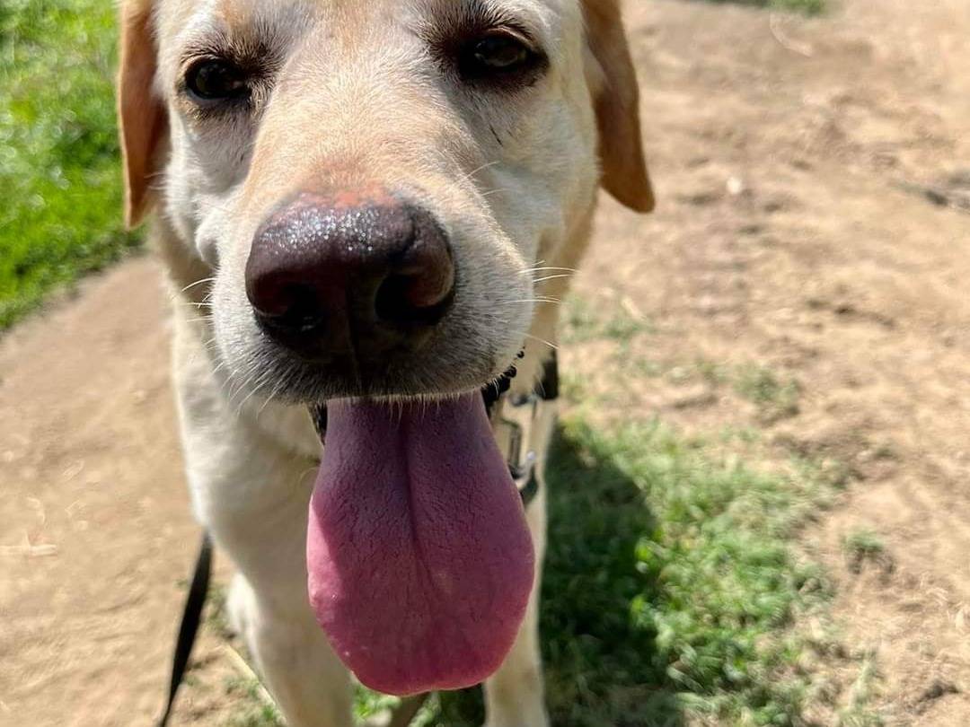 Vuoi adottare un cane a Napoli?