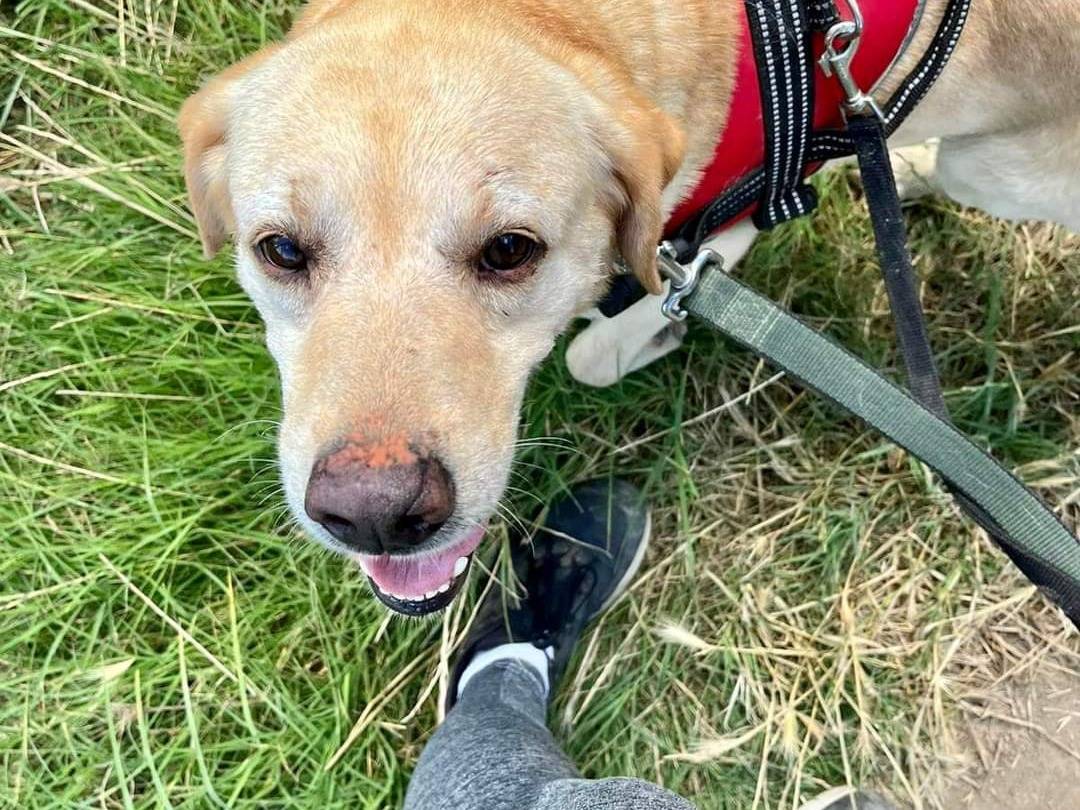Adotta il cane Bounty a Napoli