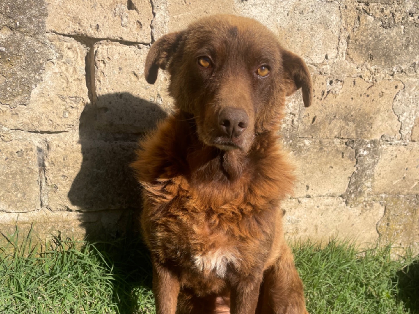 Adozione cane, femmina, meticcio, 7 anni e 1 mese, taglia media, Benevento