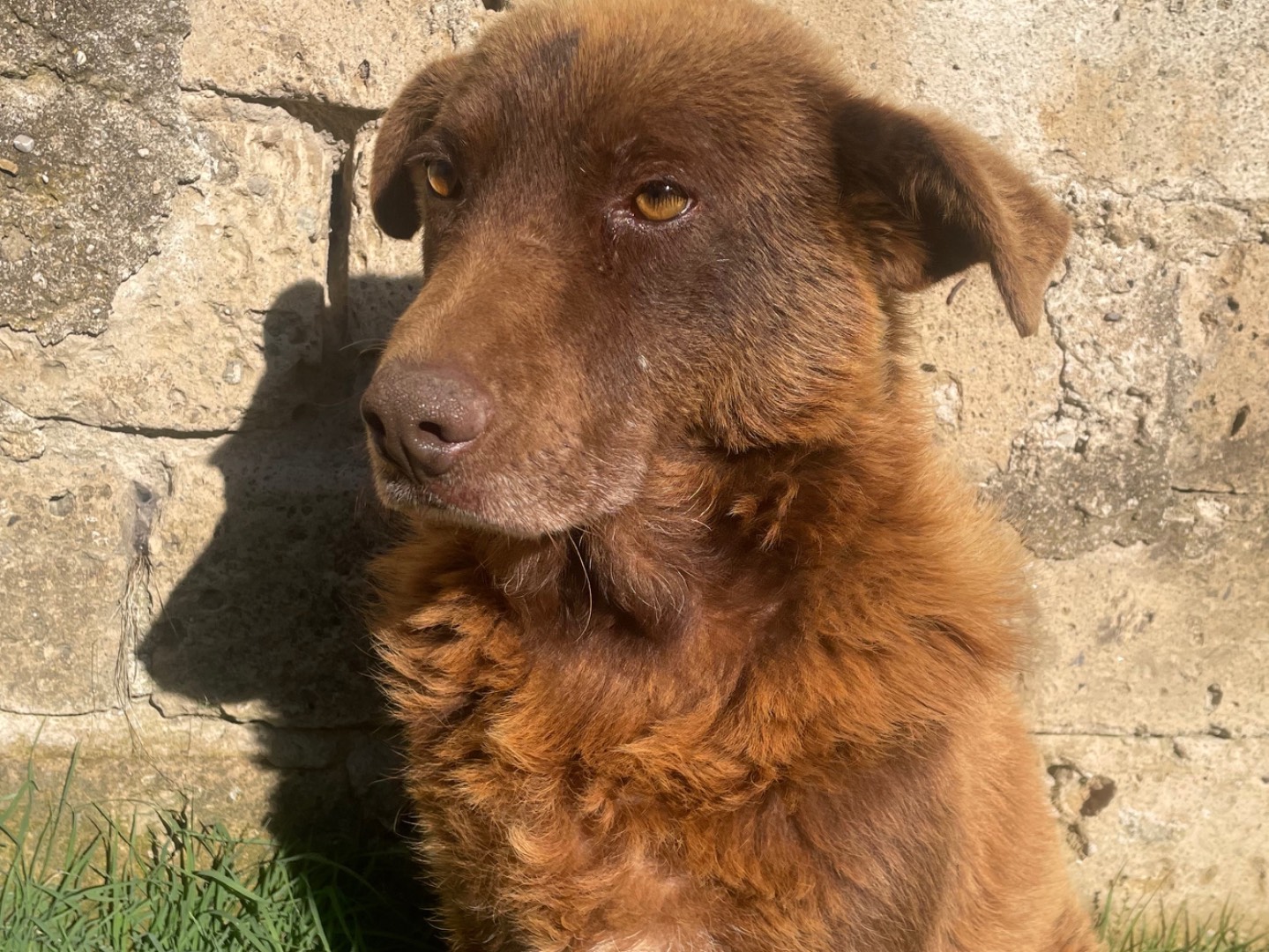 Adotta un cane, femmina, 7 anni e 1 mese, Benevento