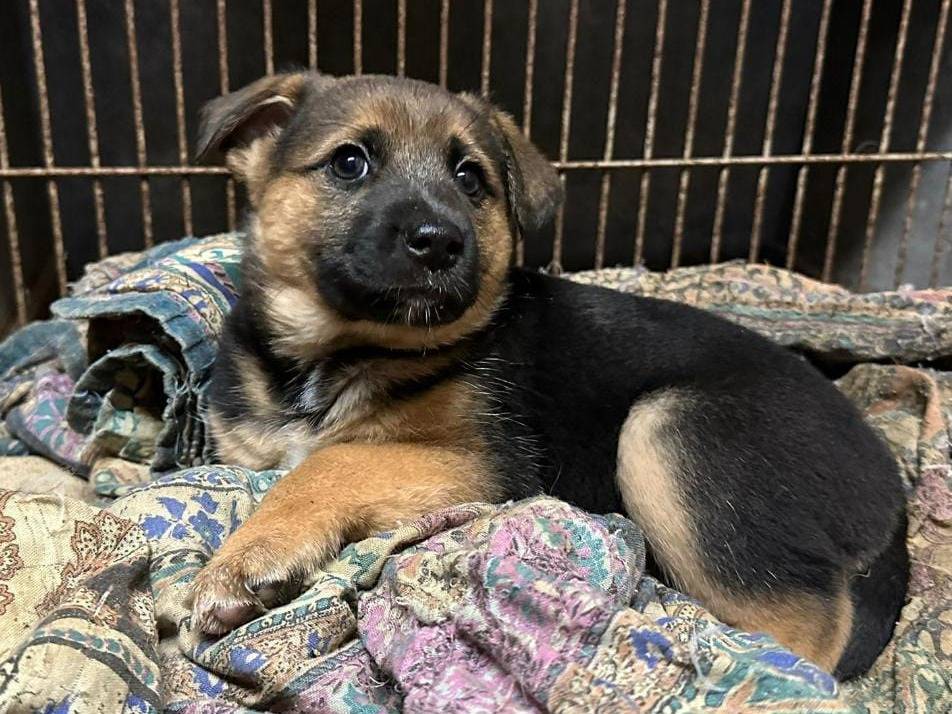 Adotta un cane, femmina, 2 anni e 2 mesi, Crotone