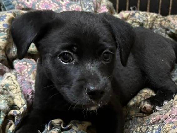 Adozione cane, maschio, meticcio, 2 anni e 2 mesi, taglia piccola, Crotone