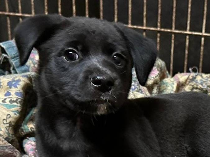 Adotta un cane, maschio, 2 anni e 2 mesi, Crotone