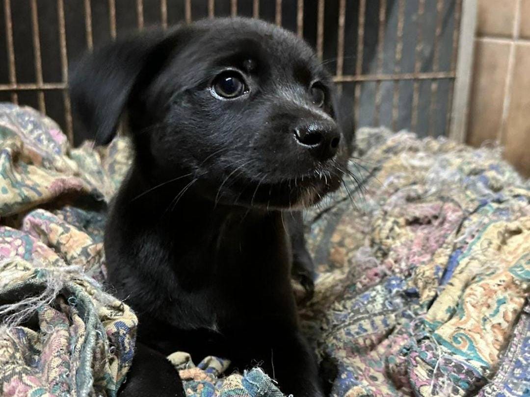 Adotta un cane, taglia piccola, maschio, Crotone