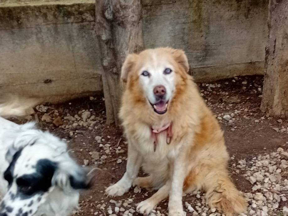 Foto dell'animale