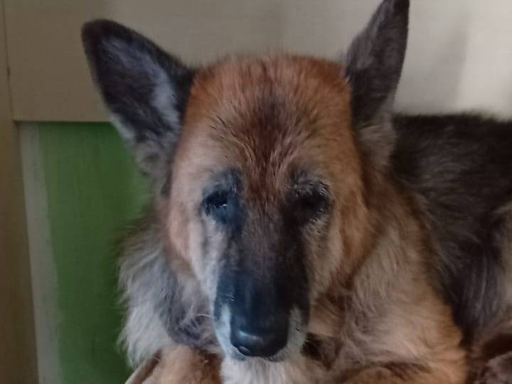 Adotta un cane, taglia grande, femmina, Salerno
