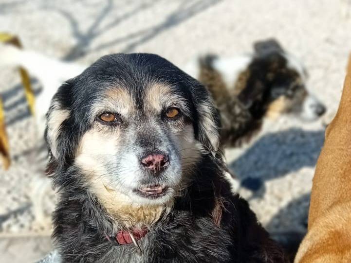 Adozione cane, femmina, meticcio, 8 anni  e 5 mesi , taglia media contenuta, Salerno