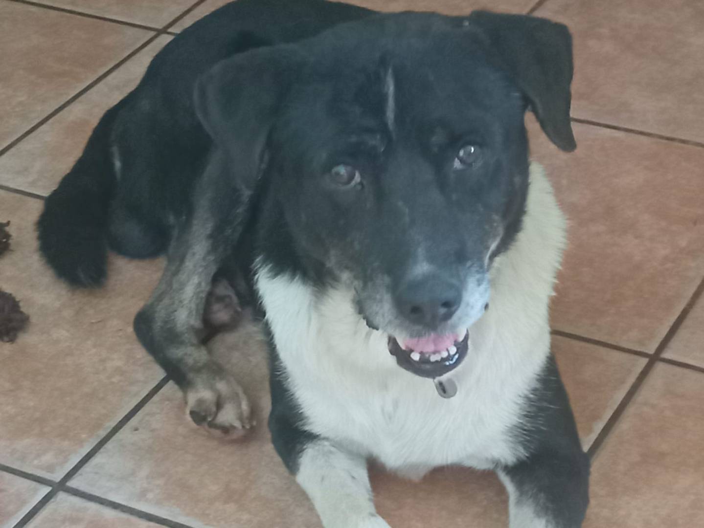 Foto dell'animale