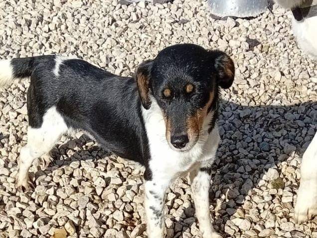 Adozione cane, maschio, meticcio, 9 anni  e 8 mesi , taglia piccola, Salerno