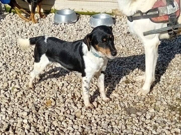 Adotta un cane, maschio, 9 anni  e 8 mesi , Salerno