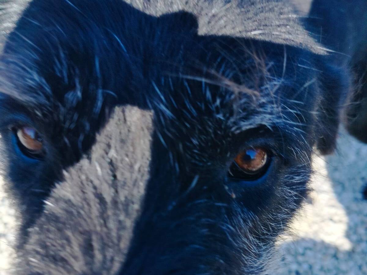 Foto dell'animale